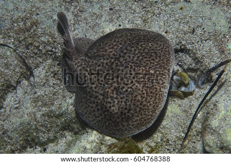 Marbled electric ray (Torpedo marmorata) underwater in the Mediterranean Sea  Royalty-Free Stock Photo #604768388