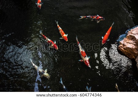 Fancy carp swimming in the pond