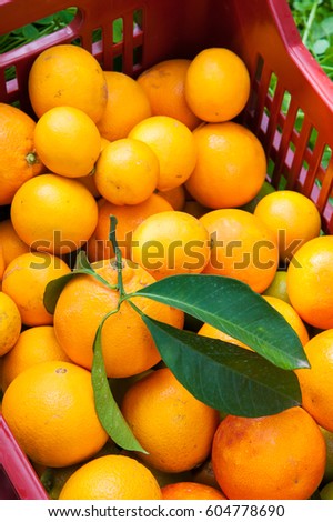 Fruit box full of oranges during harvest season in Sicily