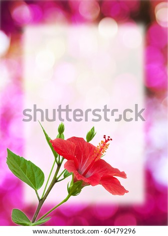 red hibiscus flowers background