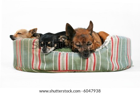 three dogs sleeping in a pet bed