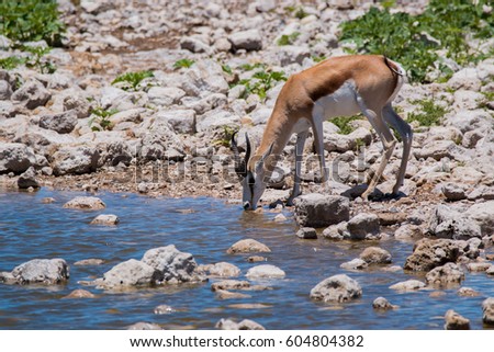 Springbok etosha national park namibia