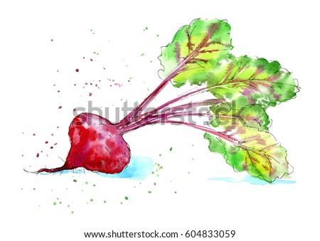 Garden beet. Image of a vegetables. Watercolor hand drawn illustration. White background.