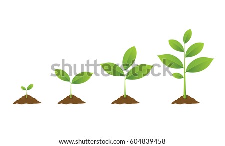  Infographic of planting tree. Seedling gardening plant. Seeds sprout in ground. Sprout, plant, tree growing agriculture icons. Vector illustration isolated on white background. Royalty-Free Stock Photo #604839458