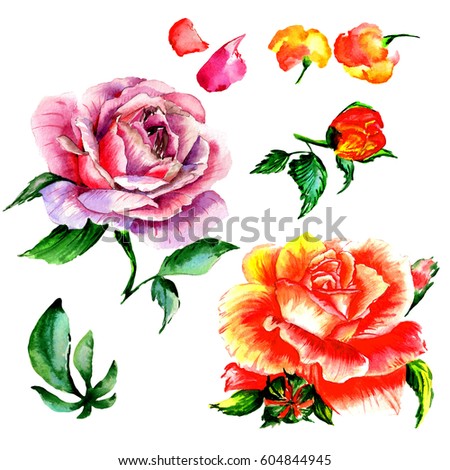 Rosebush. Pattern from pink rose. Wedding drawings. Watercolor painting. Greeting cards. Rose background, watercolor composition. Flower backdrop.