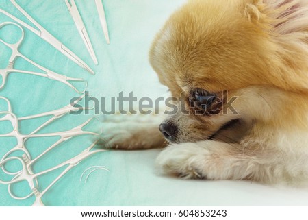 Veterinary, surgery,  medicine, pet, animals, health care concept - close up of pomeranian dog sitting on white floor with surgical materials, artery forceps and cramps on green background. 