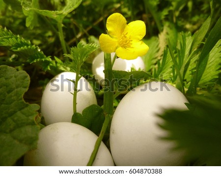 Dove eggs in grass