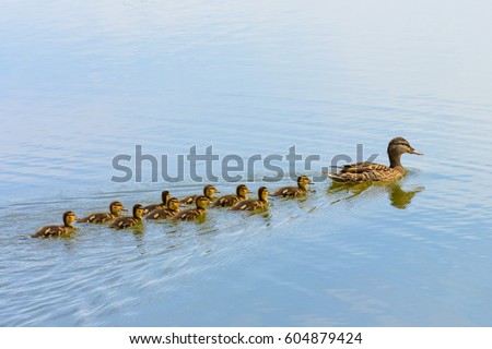 Ducks follow me, cute ducklings (duck babies) following mother in a queue,lake,symbolic figurative harmonic peaceful animal family portrait following team grouping together group trust safety harmony Royalty-Free Stock Photo #604879424