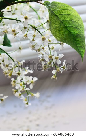 A gentle branch of bird cherry trees with white flowers on the windowsill. Early spring morning