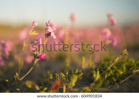 Pink flowers on the beach at sunset