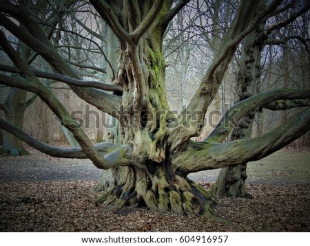 macro photo with the background of the branches of an old tree in the forest as the source for design, advertising, posters, decorating