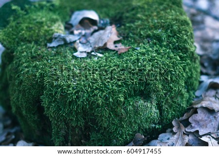 Stump in the moss in the forest