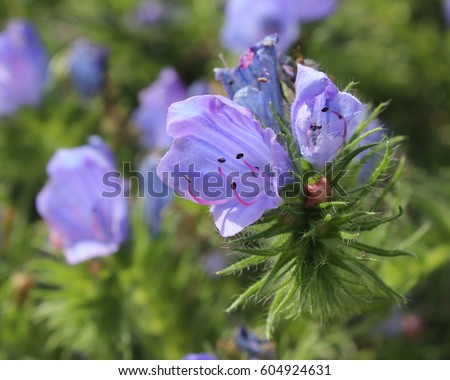 The delicate blue flowers of Echium vulgare 'Blue Bedder', also known as vipers bugloss or annual borage. Close up side view. Royalty-Free Stock Photo #604924631