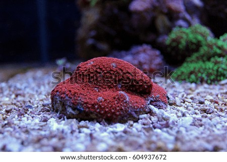 Small tip Gorgonian coral 