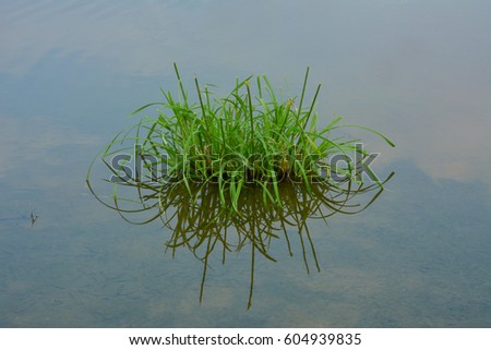 Grass and reflection in lake