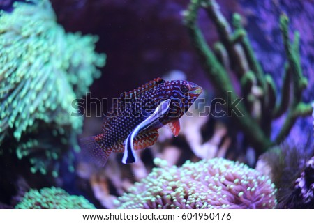 Leopard wrasse cleaned by cleaner wrasse 