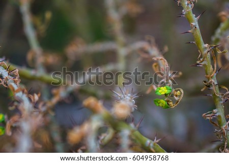 macro detail of a tropical cactus with little yellow flowers (euphorbia milii keysiii)
