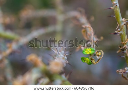 macro detail of a tropical cactus with little yellow flowers (euphorbia milii keysiii)