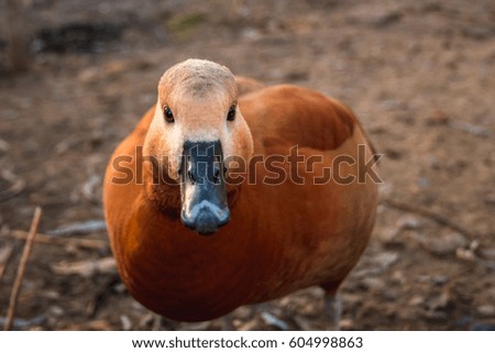Red cute duck