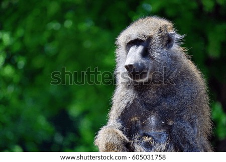 Sitting baboon