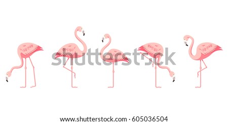 Flamingo Royalty-Free Stock Photo #605036504