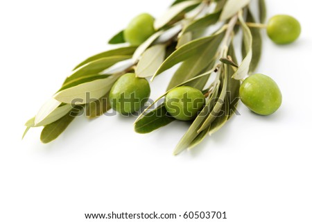 olive branch on white background - food and drink