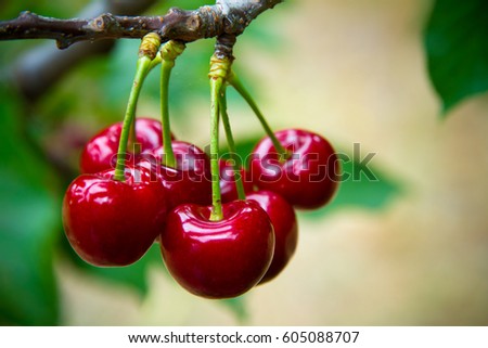 Cherries in the orchard Royalty-Free Stock Photo #605088707