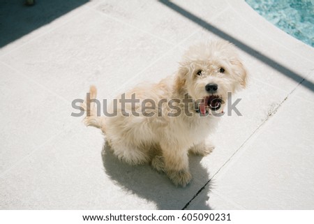 Adorable Puppy Playing and Smiling by the Pool