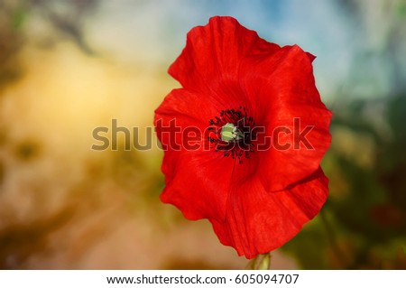 Red poppy flower isolated on a colorful background with sunlight.