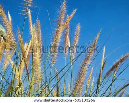 Golden grass background in the wild wield with blue sky