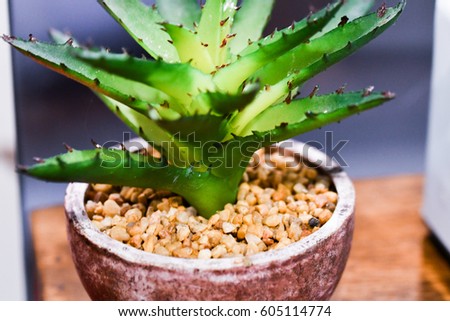 Aloe vera pot decoration