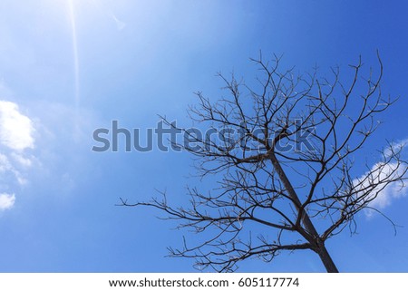 Autumn tree on blue sky background.
