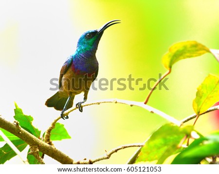 Sunbird (Nectariniidae, spiderhunter). Dimorphic birds - males are colorful with metallic blue and various other colors. Pollinators.