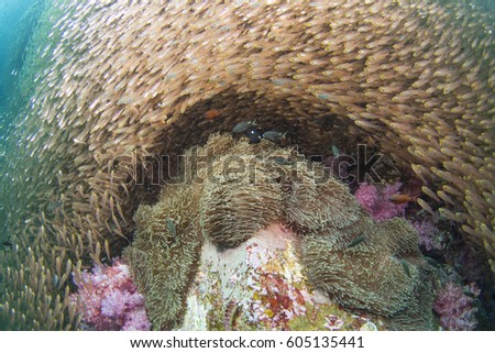 Soft coral and small fish