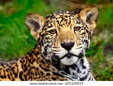 Young Jaguar (Panthera Onca) juvenile with curious, relaxed expr