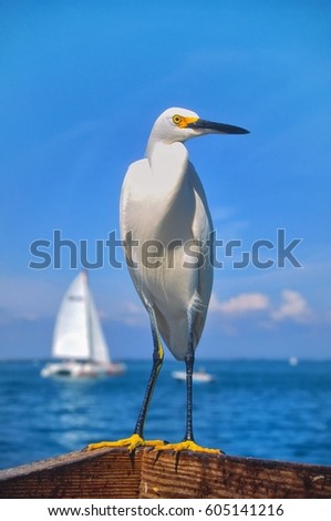 Portrait of a Snowy Egret with yacht in background.