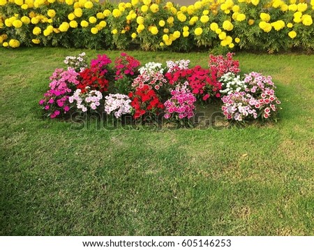 colourful flower with green grass lawn