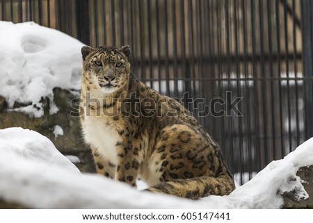 snow leopard
