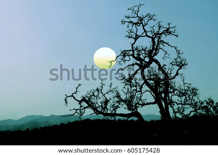 Silhouette old dying tree branches , abstract creepy for Halloween landscapes background,Halloween party celebration concept with scary night view background,vintage style