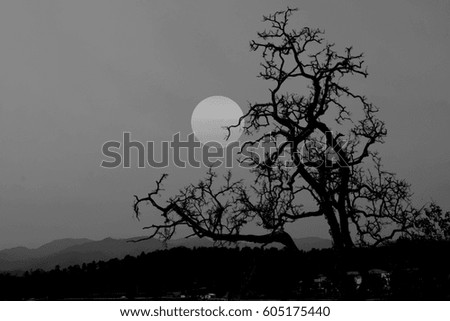 Silhouette old dying tree branches , abstract creepy for Halloween landscapes background,Halloween party celebration concept with scary night view background,vintage style