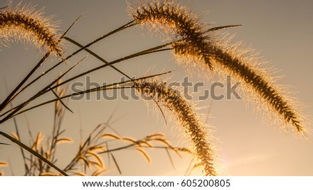 Close-up Grass flower and sunlight