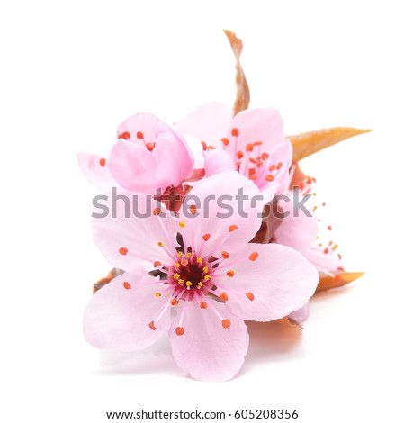 Cherry blossom , pink sakura flower isolated in white background Royalty-Free Stock Photo #605208356