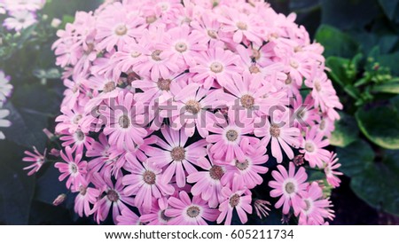 Close up of the group of flowers background. Amazing view of colorful flowering in the garden at sunny summer or spring day.