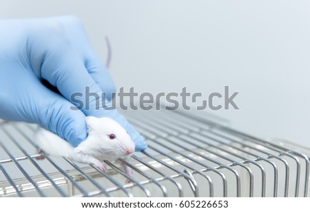 Researcher grabs small experimental mouse for drug injection