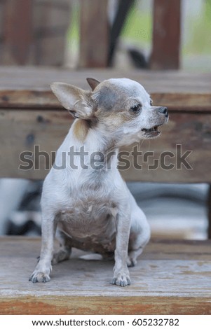 Chihuahua dog sitting on wood chair