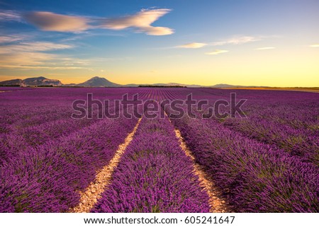 Lavender flower blooming scented fields in endless rows on sunset. Valensole plateau, Provence, France, Europe.