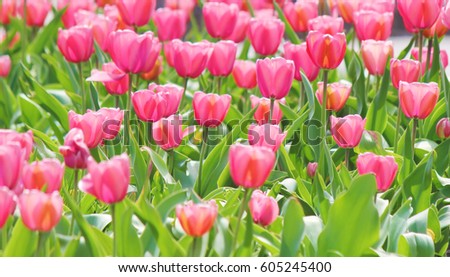 background of blooming tulips. Flowers. Selective focus.
