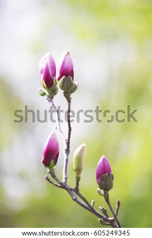 background of blooming magnolias. Flowers. Selective focus. 