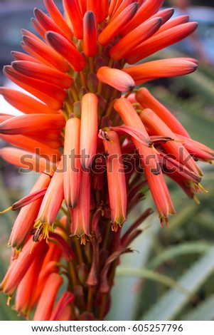 Natural background with blooming Aloe vera flowers