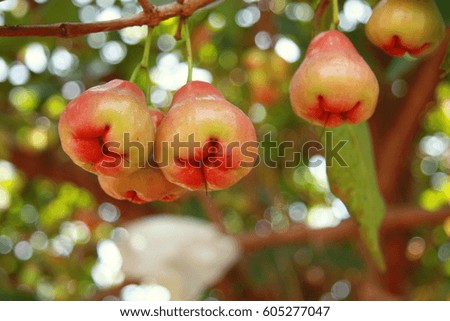 Red Rose Apple Thailand Fruit.
